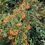 Pyracantha crenulata 整株植物