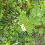 Alliaria petiolata Flower