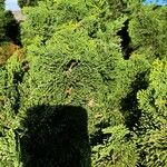 Chamaecyparis obtusa Hoja