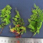 Hymenophyllum polyanthos Máis
