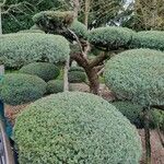 Juniperus chinensis 整株植物