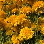 Rudbeckia laciniataFlower