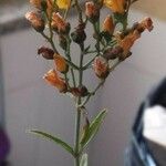 Hypericum linariifolium Flower