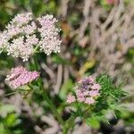 Mutellina purpurea Flower