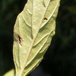 Physalis pumila Leaf