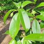 Magnolia conifera Hoja