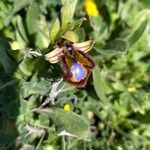 Ophrys speculumFlor