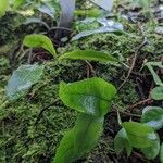 Microgramma lycopodioides Облик