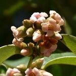 Diospyros tessellaria Flor