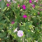 Mirabilis longifloraЦветок