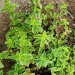 Mentha × rotundifolia Habit