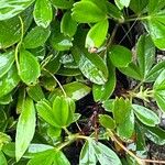 Sibbaldia tridentata 葉