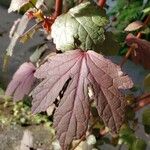 Hibiscus acetosella Blatt