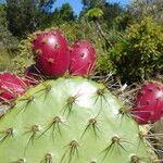 Opuntia oricola Fruit