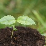 Celtis prantlii Hoja
