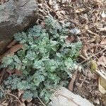 Corydalis flavula Leaf