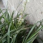 Chlorophytum comosum 整株植物