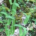 Turritis brassica Leaf