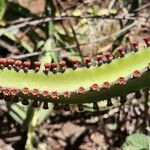 Euphorbia scarlatina Λουλούδι