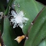 Rhipsalis elliptica Blomst