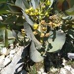 Gomphocarpus swynnertonii फूल