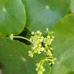Hydrocotyle bonariensis Floare
