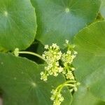 Hydrocotyle bonariensis 花