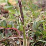 Ptilagrostis yadongensis Habit