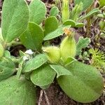 Tripodion tetraphyllum Fruto