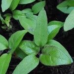 Solanum betaceum Leaf