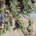 Polygonum raii 形態