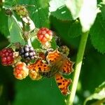 Rubus fruticosus Fruit