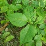 Toxicodendron rydbergii Leaf