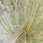 Calamagrostis breviligulata Leaf