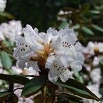 Rhododendron campanulatum Blodyn