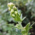 Aconitum napellus Máis