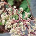 Heuchera micrantha फूल