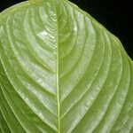 Anthurium propinquum Leaf