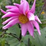 Dahlia tenuicaulis Blomst