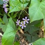 Oxalis latifoliaBlüte