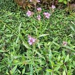 Verbena litoralis Квітка