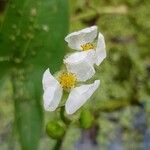 Sagittaria latifoliaFiore