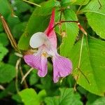 Impatiens balfourii Kvet