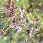 Poa bulbosa Fula