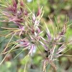 Poa bulbosa Flower