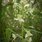 Platanthera chlorantha Blomst