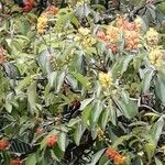 Byrsonima crassifolia Feuille