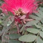 Calliandra surinamensis 果実