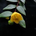 Hypericum uralum Floare