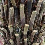 Dicksonia antarctica 樹皮